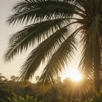 Palmera Real Australiana - Información y Características de la Palma Alejandra