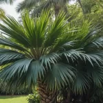 Kentia: Orígenes, Características y Cuidados para tu Palmera Rizada