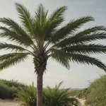 Palma Bambú - Propiedades, Uso y Cuidado de Palmeras de Bambú