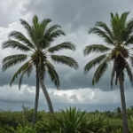Palmeras Huracanes: Características y Conservación de la Palma Principesca
