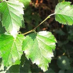 Propiedades medicinales del abedul, la planta beneficiosa