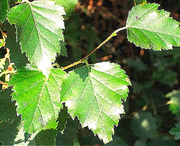 planta abedul