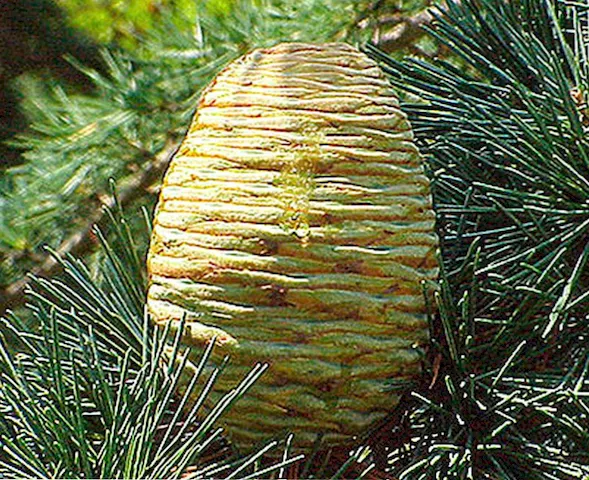 planta cedro