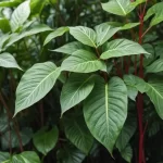 Hypoestes phyllostachya - Información sobre la Hoja de la Sangre o Hipoestes