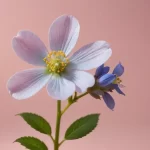 Antigonon leptopus - Información y Características de la Flor de San Miguelito
