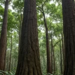 Plantas Parecidas al Tronco de Brasil - Tipos y Características Similares