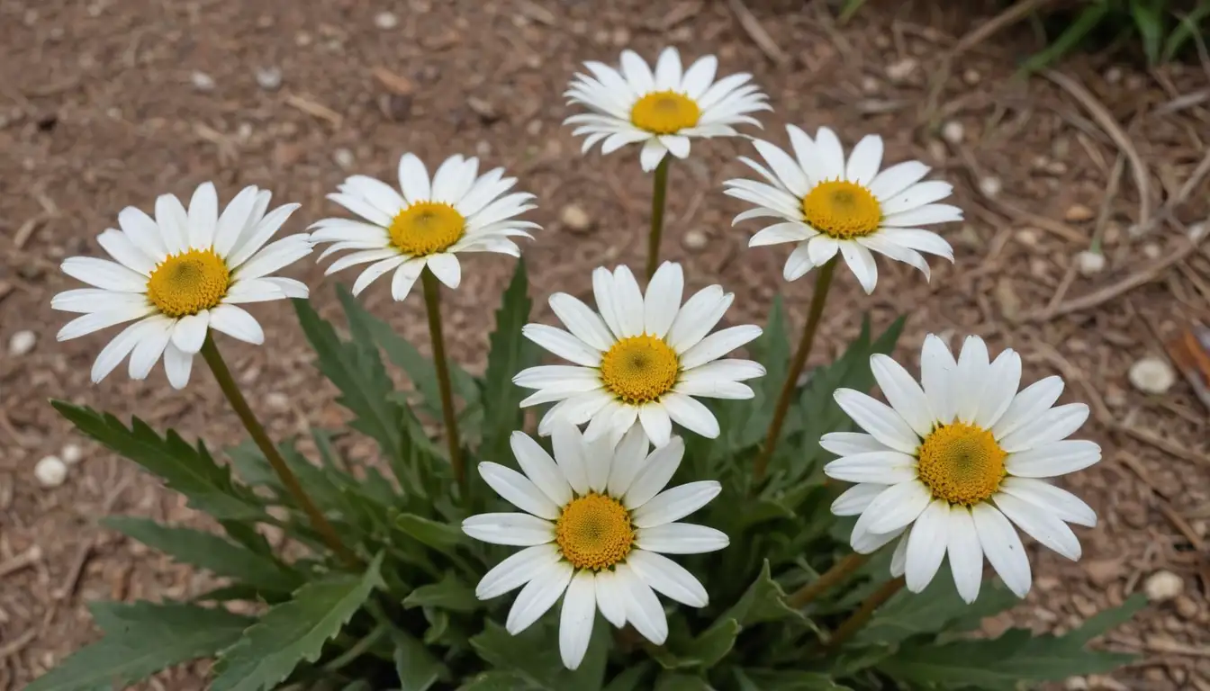 yellow or white daisies-like flowers with brown centers, green leaves with soft texture, stems adorned with small spines, rough bark, dry terrain