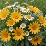 Senecio: Géneros, Especies y Variedades de Plantas - Información Científica