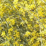 Retama: Descubre las Propiedades Medicinales de esta Planta