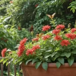 Rosa de Mayo: Información y Trucos para Cultivar y Cuidar Hibiscus