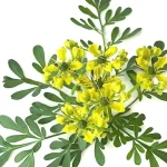 Ruda en Soria Natural: Propiedades, usos y beneficios |