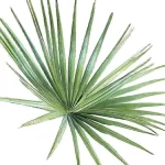 Sabal: conoce los beneficios de esta planta en Soria Natural