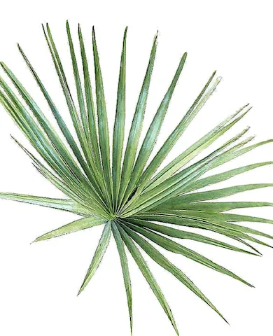 sabal
