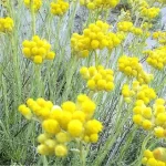 Siempreviva amarilla: el árnica en aromaterapia