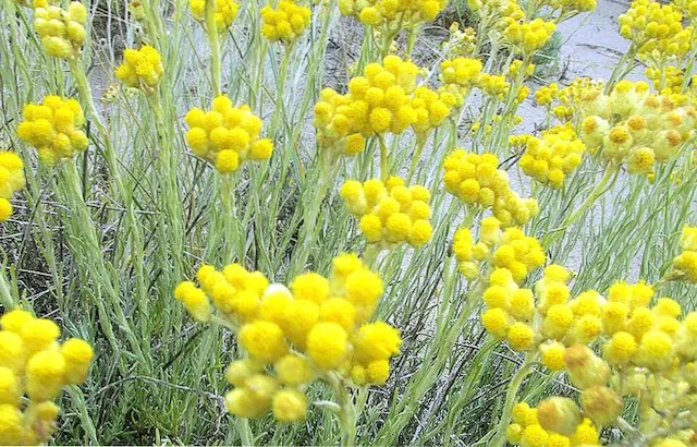 siempreviva amarilla