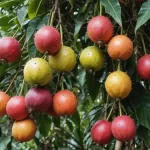Pitayos: Tips para Consumir, Preparar y Conocer las Variedades de Pitahaya