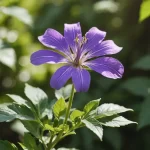 Torenia fournieri: Guía Completa sobre Cómo Cultivar y Cuidar tus Plantas Torenia