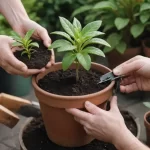 Cómo Trasplantar Una Planta Correctamente - Tips y Consejos para Jardinería