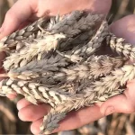 Trigo: Descubre sus propiedades y beneficios para la salud