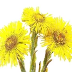 Descubre los beneficios y usos del tusílago en la medicina natural