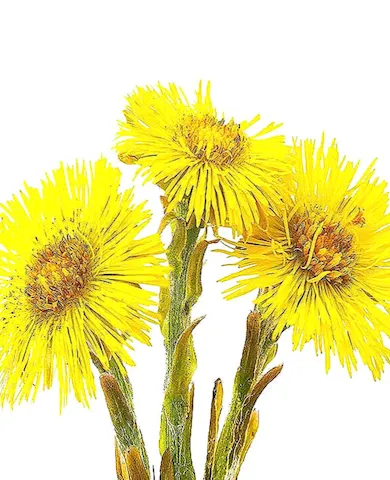 tusilago