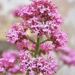 Valeriana Roja: Descubre sus propiedades relajantes y usos