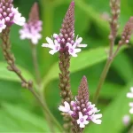 Verbena: información general