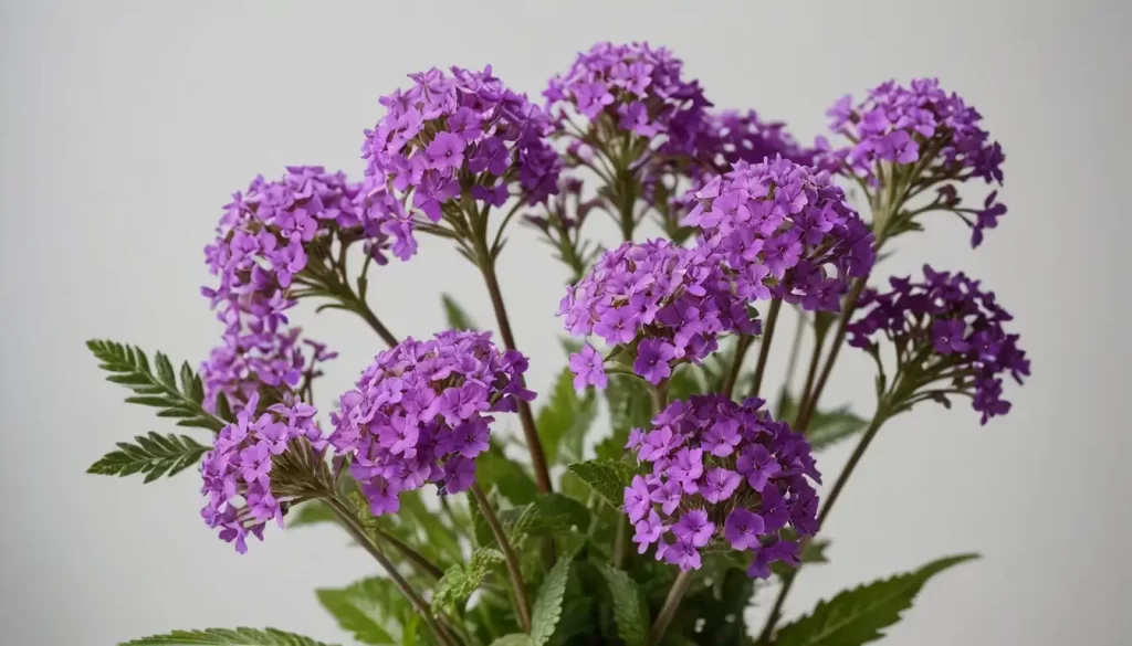 A bouquet of colorful Verbena hybrid flowers with