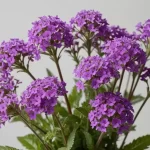 Verbena Hybrida: Orígenes, Características y Cómo Cultivar Plantas Bonnie