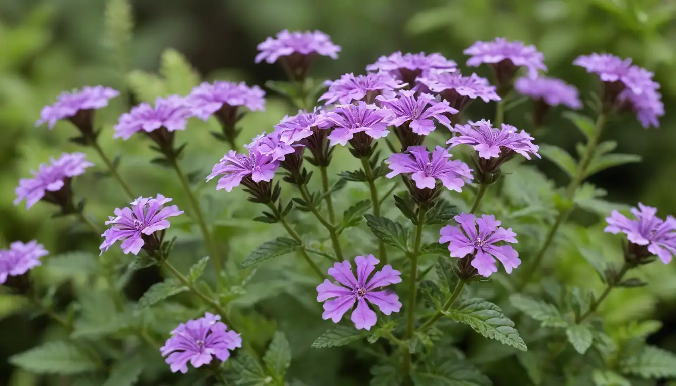 3D illustration of Verbena Hybrida flowers with bright purple and white hues, delicate leaves, and a few sprigs of green foliage in the background