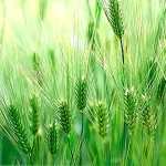 Beneficios del Verde de Cebada: Salud y Nutrición