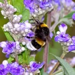Beneficios y tiempo de efecto del vitex agnus castus