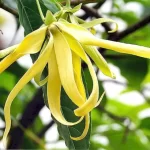 Aceite esencial de Ylang Ylang: propiedades y usos