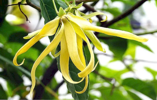 ylang ylang